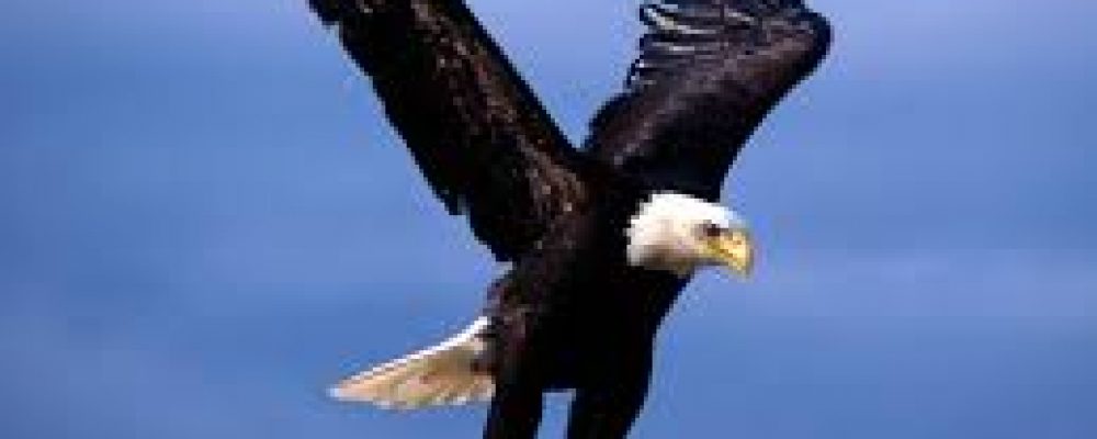 Eagles being trained to take down Drones