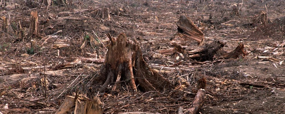 BioCarbon, NASA Engineer, and Drone Tech reversing Deforestation